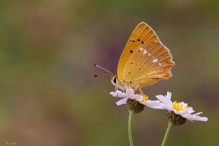 Orman Bakr Gzeli (Lycaena virgaureae)