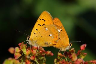 Orman Bakr Gzeli (Lycaena virgaureae)