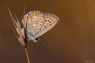 okgzl Balkan Mavisi (Aricia anteros )