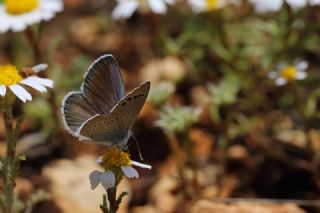 Anadolu Karagz Mavisi (Glaucopsyche astraea)