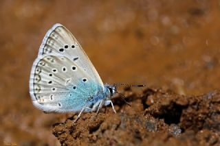 okgzl Edon Mavisi (Polyommatus aedon)