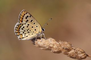 sli Bakr Gzeli (Lycaena tityrus)