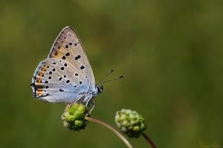 Byk Mor Bakr Gzeli (Lycaena alciphron)