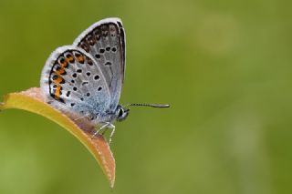 Gm Lekeli Esmergz (Plebejus argus)