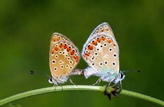 okgzl Mavi (Polyommatus icarus)