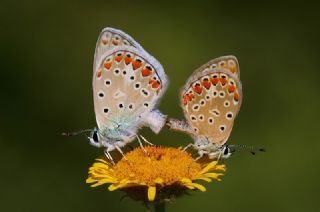 okgzl Mavi (Polyommatus icarus)