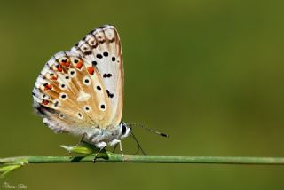 okgzl illimavi (Polyommatus coridon)