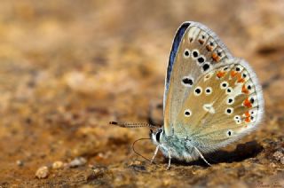 okgzl Turkuvaz Mavisi (Polyommatus dorylas)