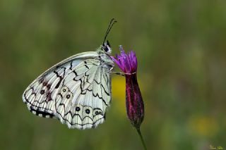Anadolu Melikesi (Melanargia larissa)