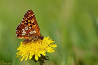 ncili Kelebek (Hamearis lucina)