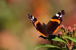 Atalanta (Vanessa atalanta)