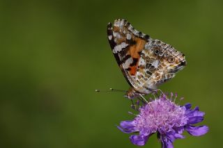 Diken Kelebei (Vanessa cardui)