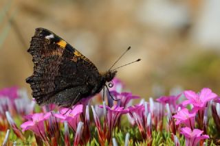 Aglais (Aglais urticae)