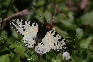 Orman Fistosu (Allancastria  cerisyi)