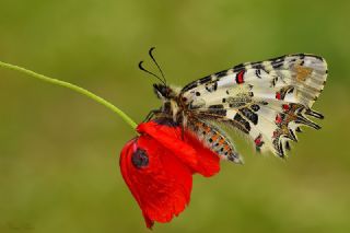 Tavus Kelebei (Inachis io)