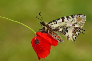 Orman Fistosu (Allancastria  cerisyi)