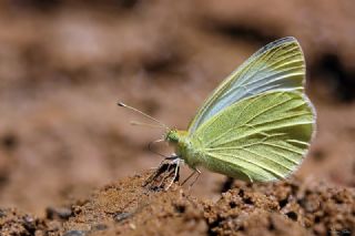 Da Beyazmelei (Pieris ergane)