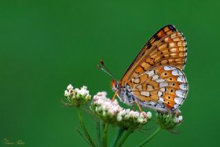 Nazuum (Euphydryas aurinia)
