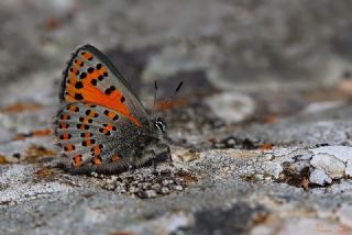 Akbes Gelincii (Tomares nesimachus)