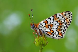 parhan (Melitaea cinxia)