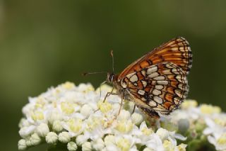 Amannisa (Melitaea athalia)