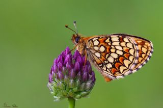 Amannisa (Melitaea athalia)