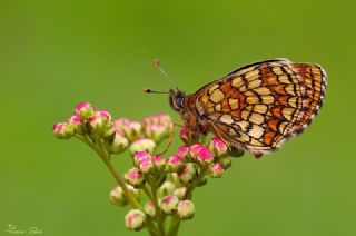 Amannisa (Melitaea athalia)