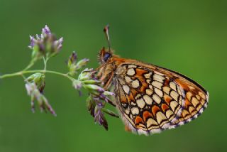 Amannisa (Melitaea athalia)