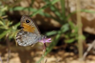 Esmerboncuk (Lasiommata maera)