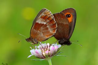 sko Gzelesmeri (Erebia aethiops)