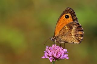 Pironiya (Pyronia tithonus)