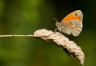Kk Zpzp Perisi (Coenonympha pamphilus)