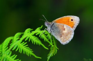 Kk Zpzp Perisi (Coenonympha pamphilus)