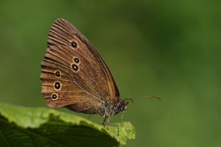 Halkack (Aphantopus hyperantus)