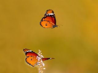 Sultan (Danaus chrysippus)