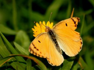 Mezopotamya Kolotisi (Colotis fausta)