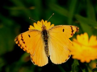 Mezopotamya Kolotisi (Colotis fausta)