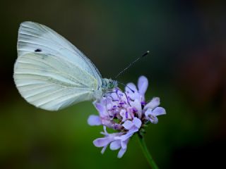 Yalanc Beyazmelek (Pieris pseudorapae)