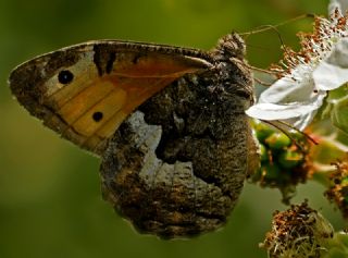 Anadolu Kzlmelei (Hipparchia pellucida)
