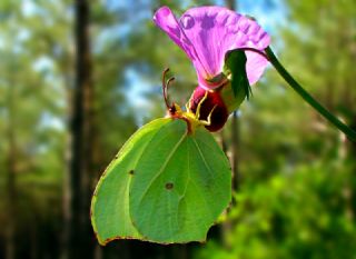Orakkanat (Gonepteryx rhamni)