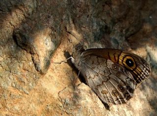 Esmerboncuk (Lasiommata maera)