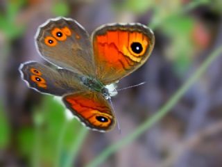 Esmerboncuk (Lasiommata maera)