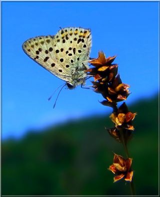 sli Bakr Gzeli (Lycaena tityrus)