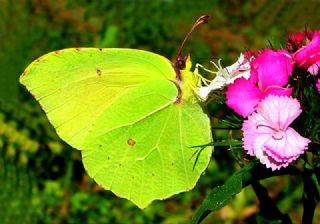 Kleopatra (Gonepteryx cleopatra)