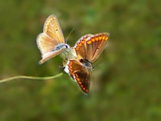 okgzl Esmer (Aricia agestis)