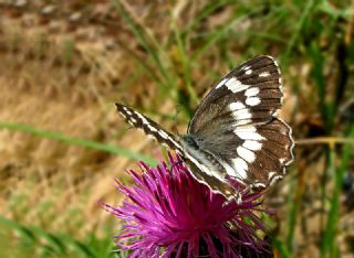 Kara Melike (Melanargia syriaca)