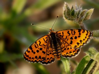 Gzel parhan (Melitaea trivia)
