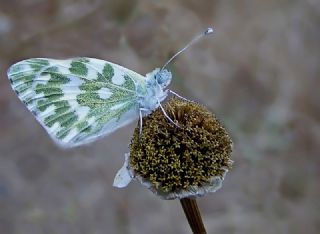 Yeni Beneklimelek (Pontia edusa)