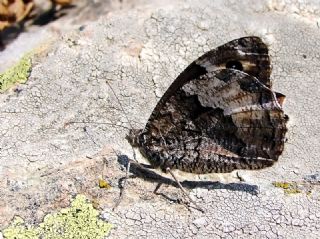 Byk Karamelek (Hipparchia syriaca)