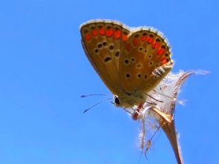 okgzl Esmer (Aricia agestis)
